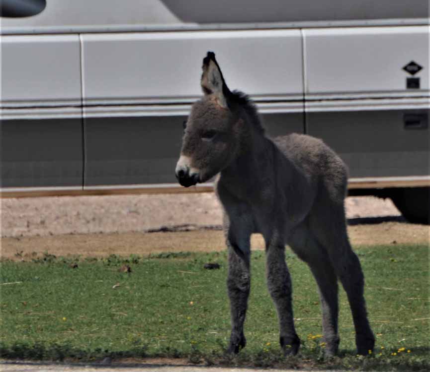 baby burro